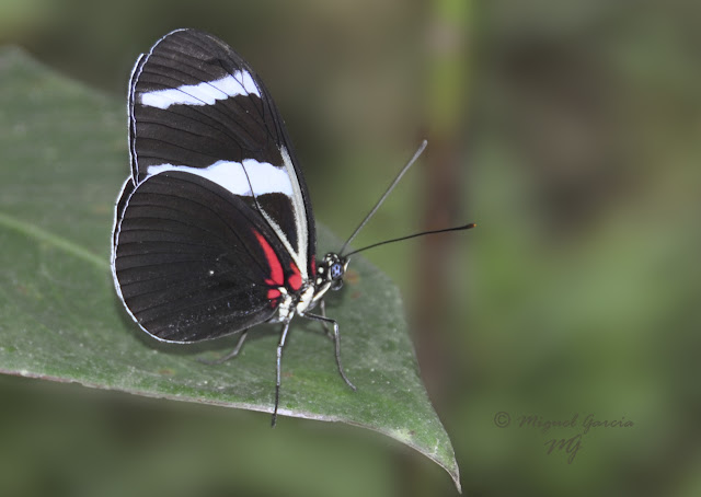 Amazonía Peruana - Pilpintuwasi