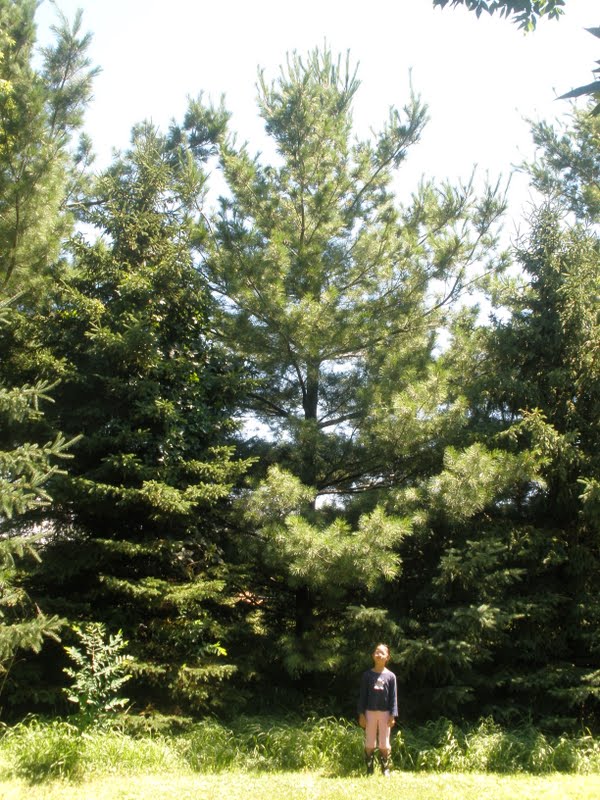 Harvest Moon by Hand: Summer Tree Observation - Outdoor Challenge #20