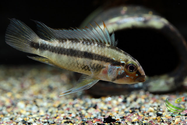 Apistogramma arua