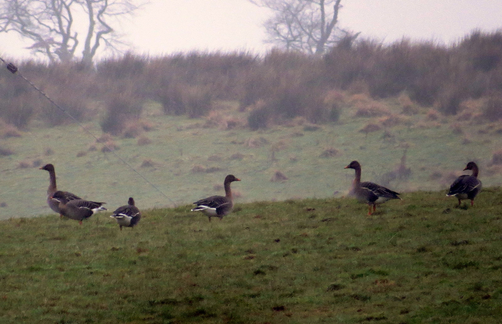 Angus' Bean Goose Blog Bean Geese news from a misty Slamannan