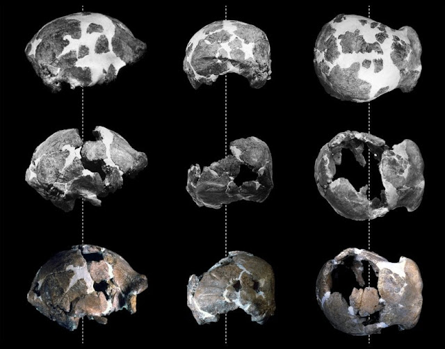 Skull of Italy's 400,000 year old 'Man of Ceprano' digitally reconstructed Skull of Italy's 400,000 year old 'Man of Ceprano' digitally reconstructed