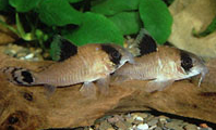 Jenis Ikan Corydoras Paling Populer Dan Terlengkap Jenis Ikan Corydoras oiapoquensis