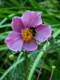 Japanese Anemone tomentosa 'Robustissima' by garden muses-not another Toronto gardening blog