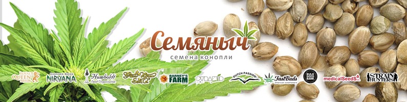 семена конопли россии семена конопли россии