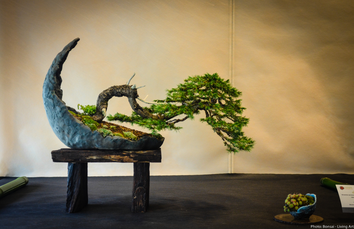 Bonsai Living Art