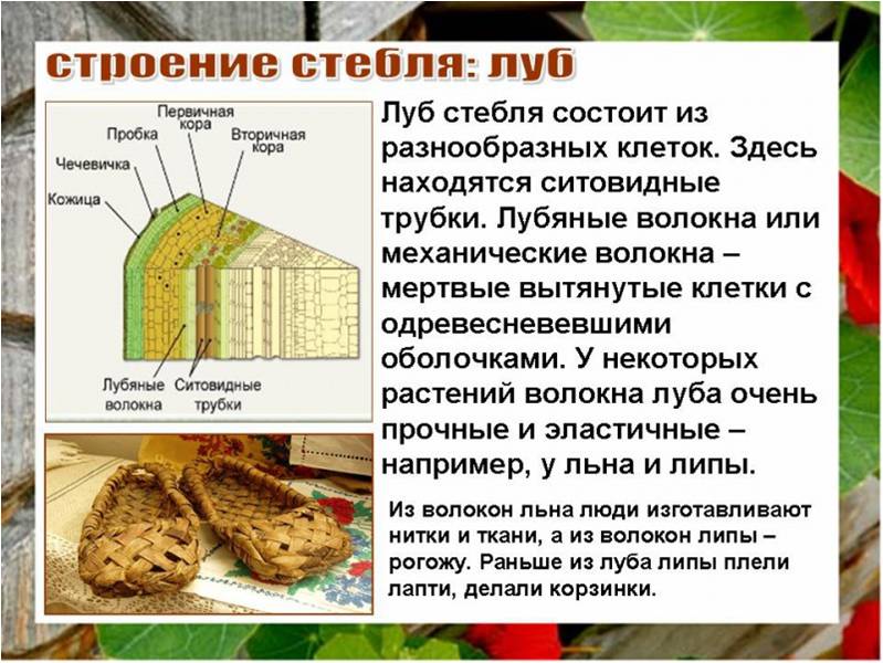 Строение древесины ксилема. Строение коры дерева луб и. Функция луба в строении стебля. Внешнее строение стебля биология. Внутреннестроениестебляегэ.