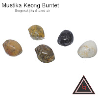 Jual Keong buntet magic Jual Keong buntet magic