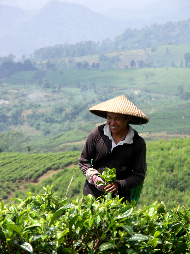Indonezja - plantacje herbaty relacja z podróży