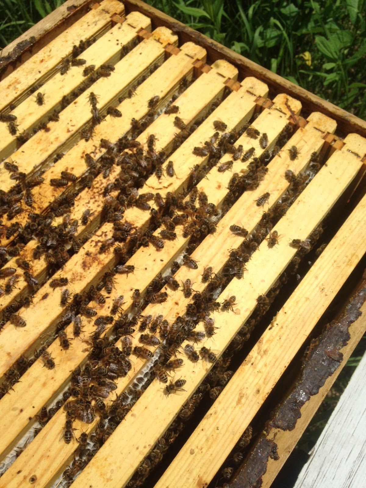 What Should I Be Doing With My Bees This Month?: I have a nectar flow