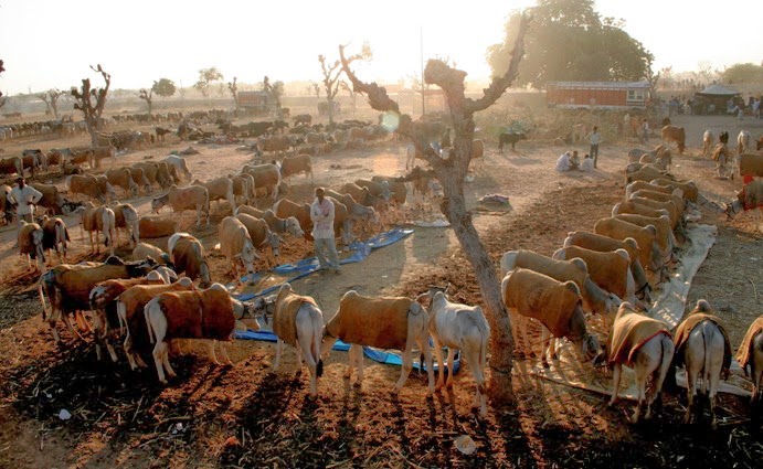 Cattle fair essay 03 image