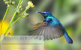 Burung Kolibri Terkecil Didunia Yang Unik Dan Cantik Animal