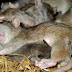Atípica Invasión De Ratas Gigantes En Suecia.