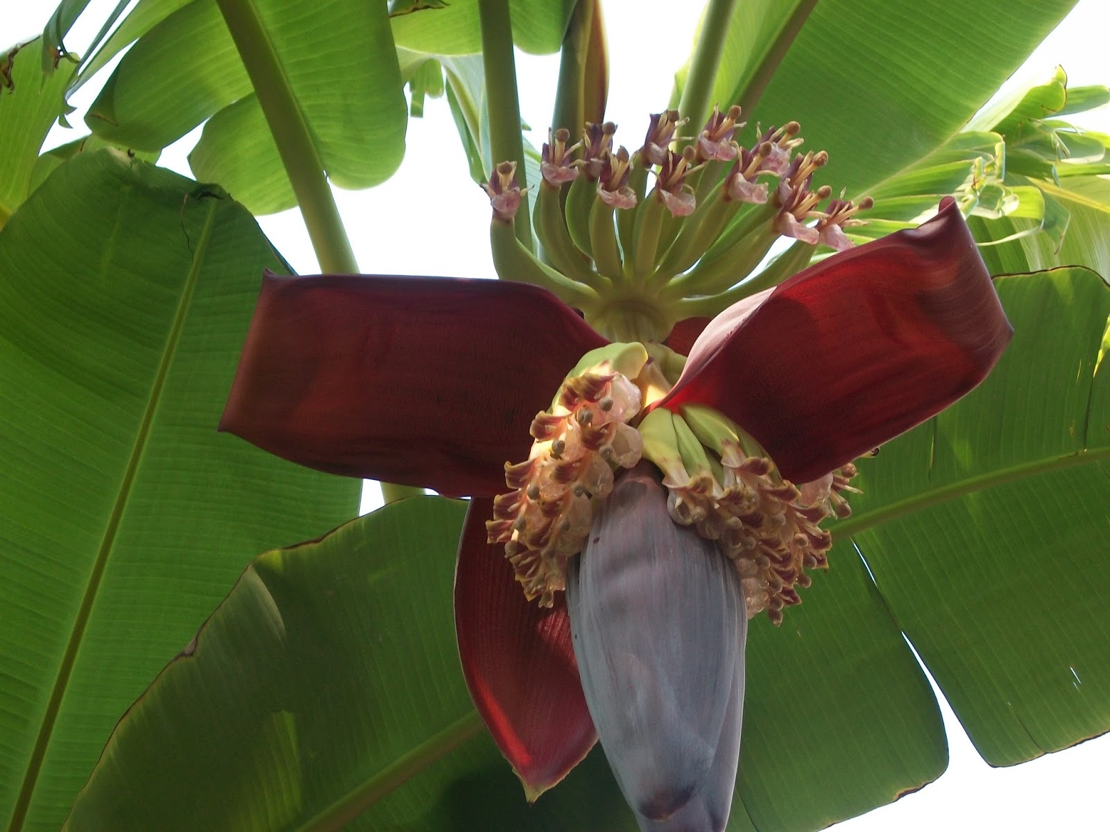 The Consummate Gardener Florida Gardening and More 48 Bananas A Permaculture Tale