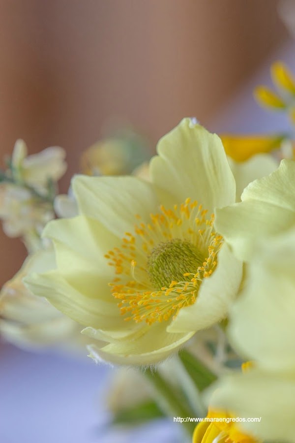 Flores del Pinar de Hoyocasero, monterones. MacroDelDía http://www.maraengredos.com/