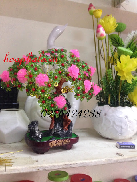Cây kim tiền tại Quốc Oai Cay kim tien tai Quoc Oai