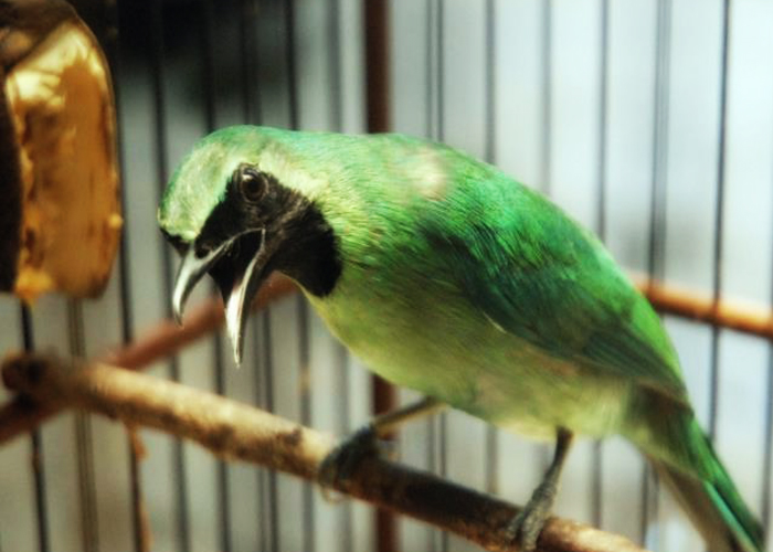 Kumpulan Gambar Burung Cucak Ijo Mini Kumpulan Gambar Burung Cucak Ijo Mini