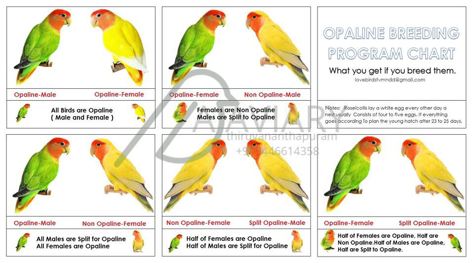 അഖ ൽചന ദ ര ക ന ട മങ ങ ട african lovebirds chart