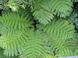 Cyathea sp. - Fanjan - Fougères arborescentes de la Réunion Cyathea sp. - Fanjan - Fougères arborescentes de la Réunion