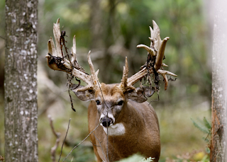 Buck Naked: Hunting the Transition Period