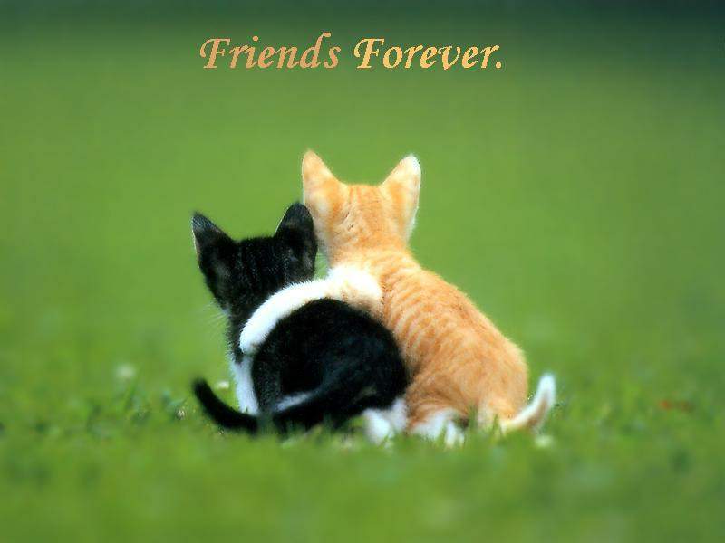 arkadaş ile ilgili görsel sonucu