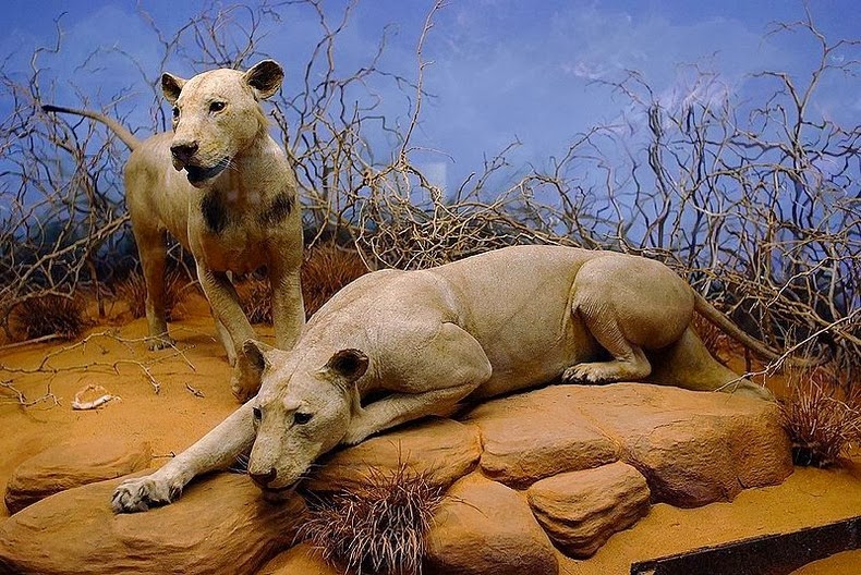 tsavo-lions-3