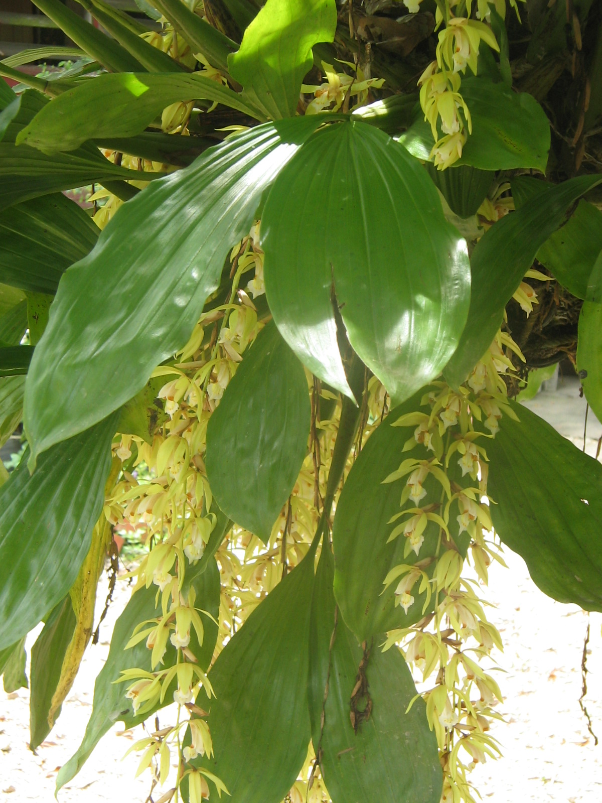 Anak Beringin: Bunga Tasbih