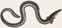 http://sciencythoughts.blogspot.co.uk/2013/05/the-effect-of-parasitic-nematodes-on.html