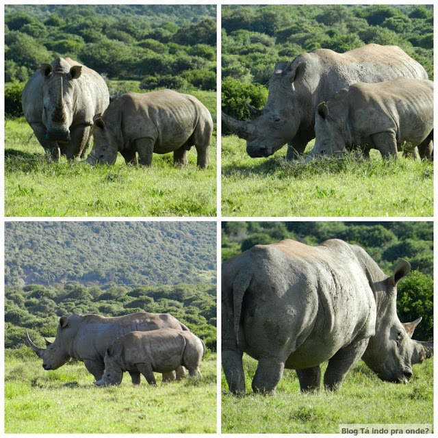 safári na Shamwari Game Reserve, África do Sul