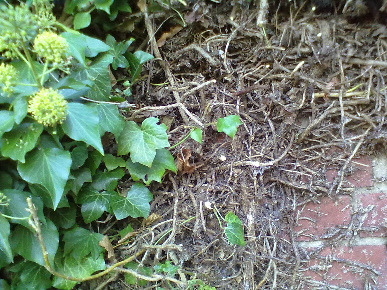 Rachel the Gardener Removing Ivy from walls.