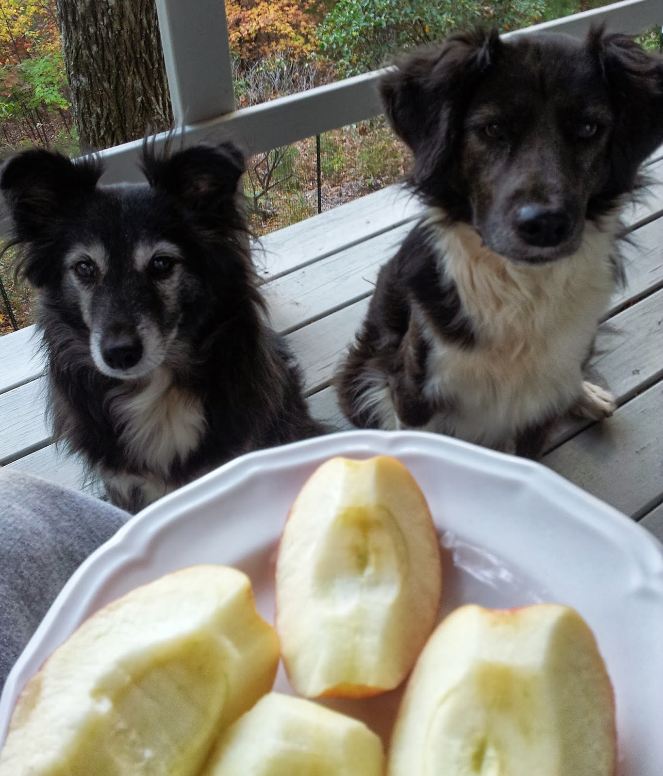 Raise a Green Dog! Amazingly yummy organic apple treats for dogs!