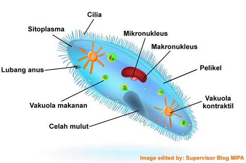 Struktur Tubuh Paramecium Caudatum, Gambar dan Fungsinya Lengkap