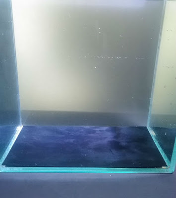 100均PPシートをバックスクリーンにして実際に水槽に貼り付け水を入れた写真