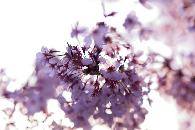 SONY ILCE-9 SIGMA 85mm F1.4 EX DG HSM