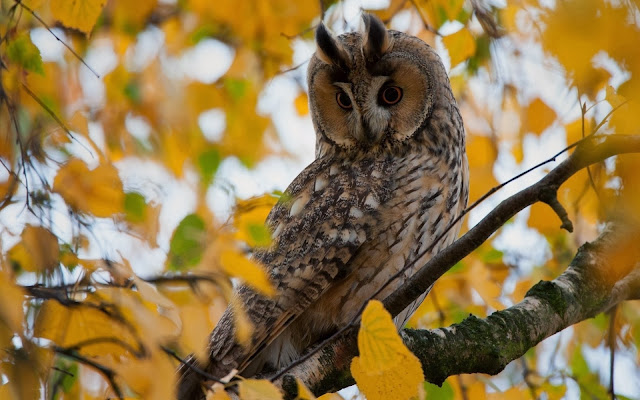 Uil in een boom Herfst wallpaper met uil in boom met gele blaadjes