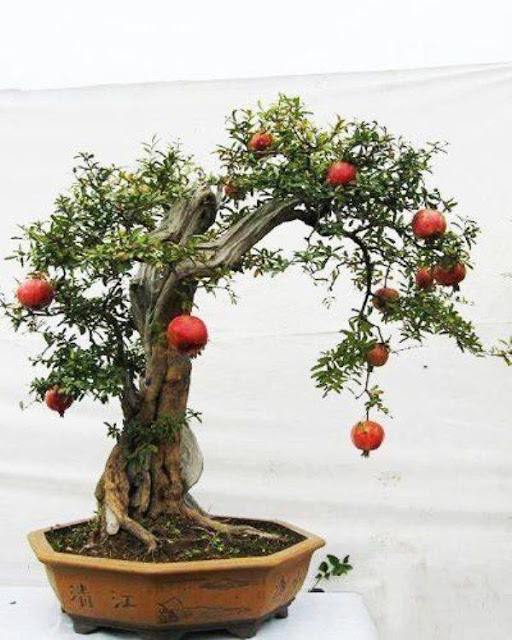 pohon bonsai buah yang menarik dan unik-8