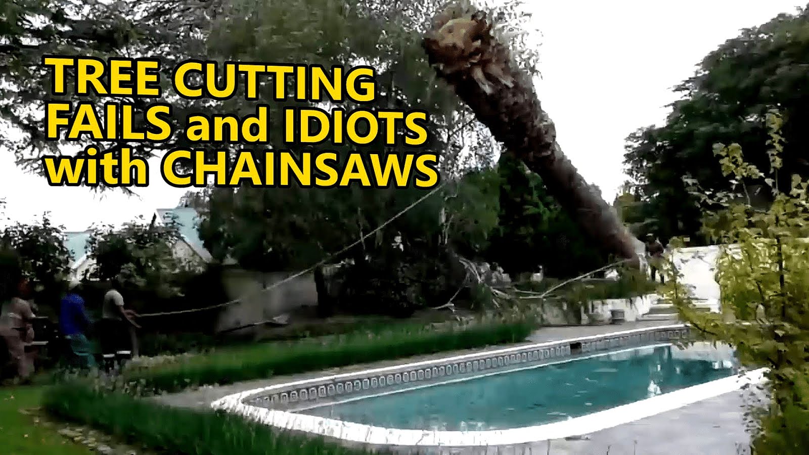 Someone Who Cuts Down Trees Tree Choices