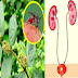 Amazing Health benefits of Tawa-Tawa Plant