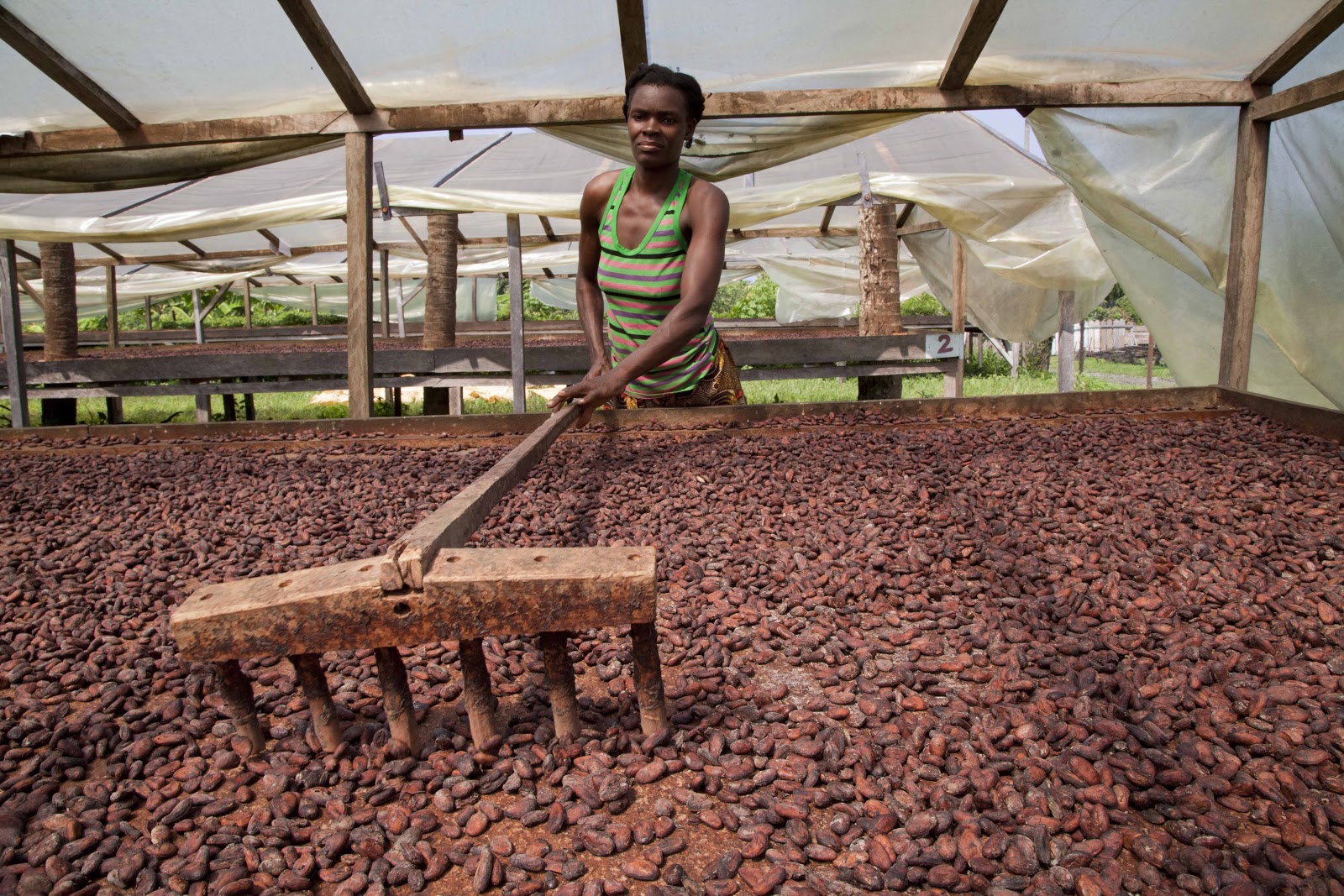 Sweet success: Revitalizing cocoa production and export in São ...