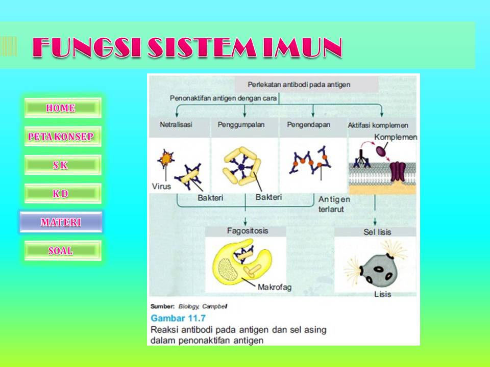 Gambar sistem imun pada serangga