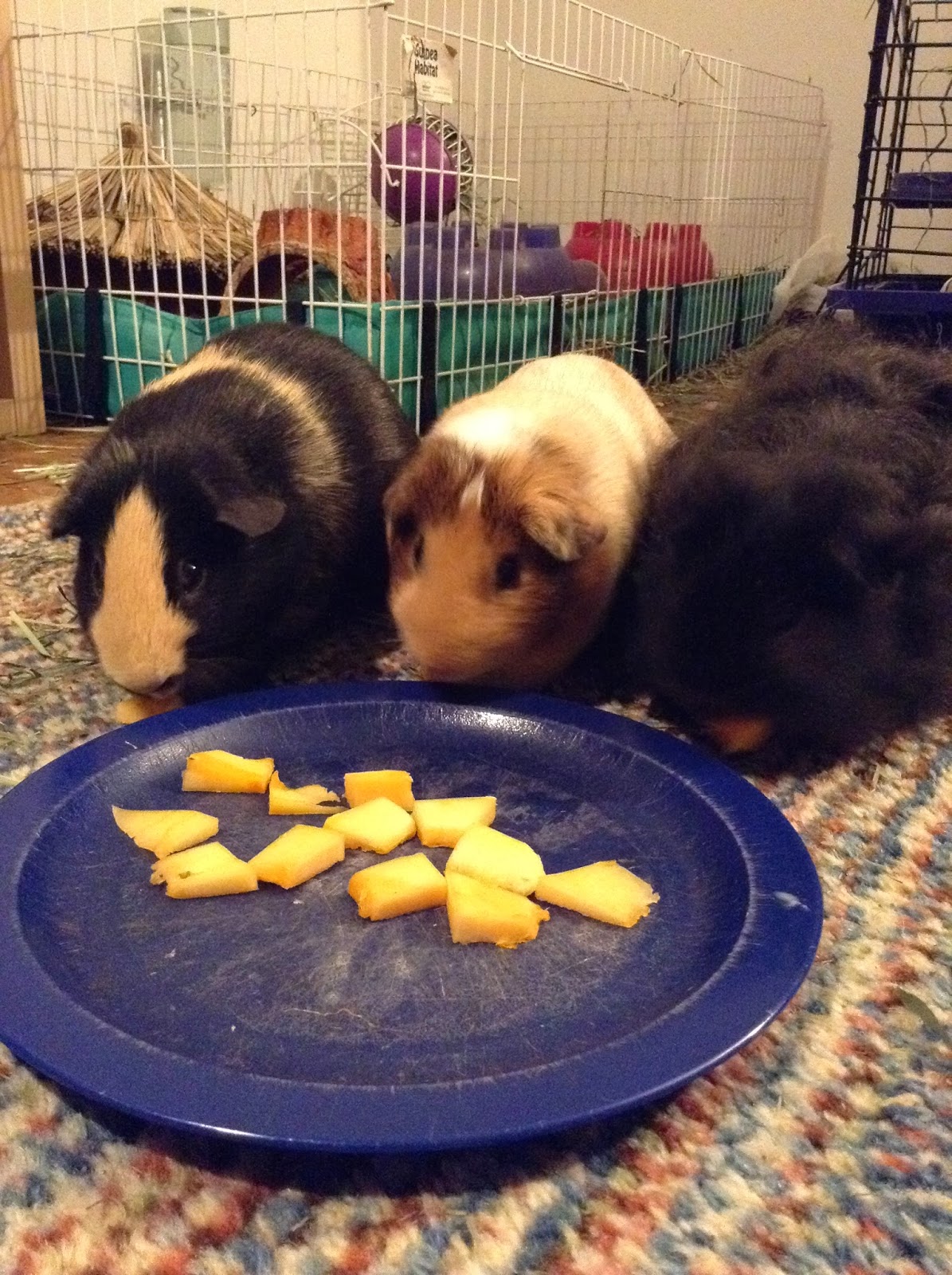 Cavy Savvy A Guinea Pig Blog Can Guinea Pigs Eat Acorn Squash?