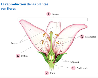 http://primerodecarlos.com/QUINTO_PRIMARIA/archivos/reproduccion_plantas_flores/reproduccion_plantas_flores.swf