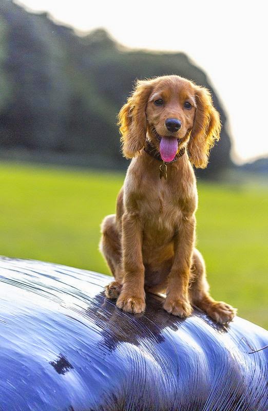    Cocker Spaniel Golden Puppy