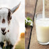 6 Reasons You Might Decide To Switch To Goat's Milk
