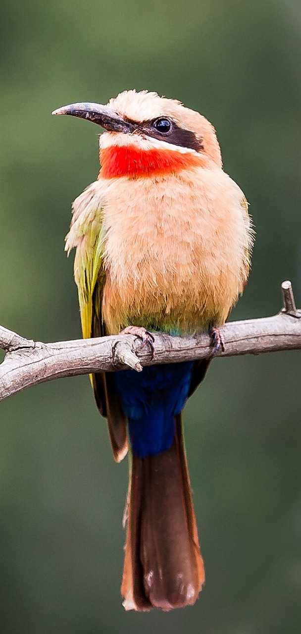 A white-fronted bee-eater.