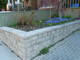 Toronto new garden installation Roncesvalles Village before by Paul Jung Gardening Services