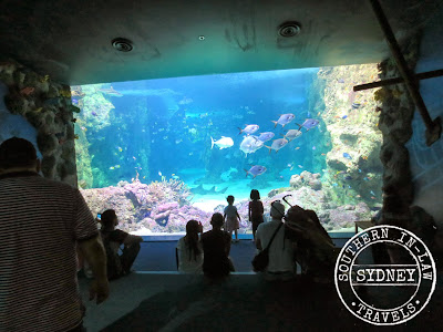 Sydney SEA LIFE Aquarium Review