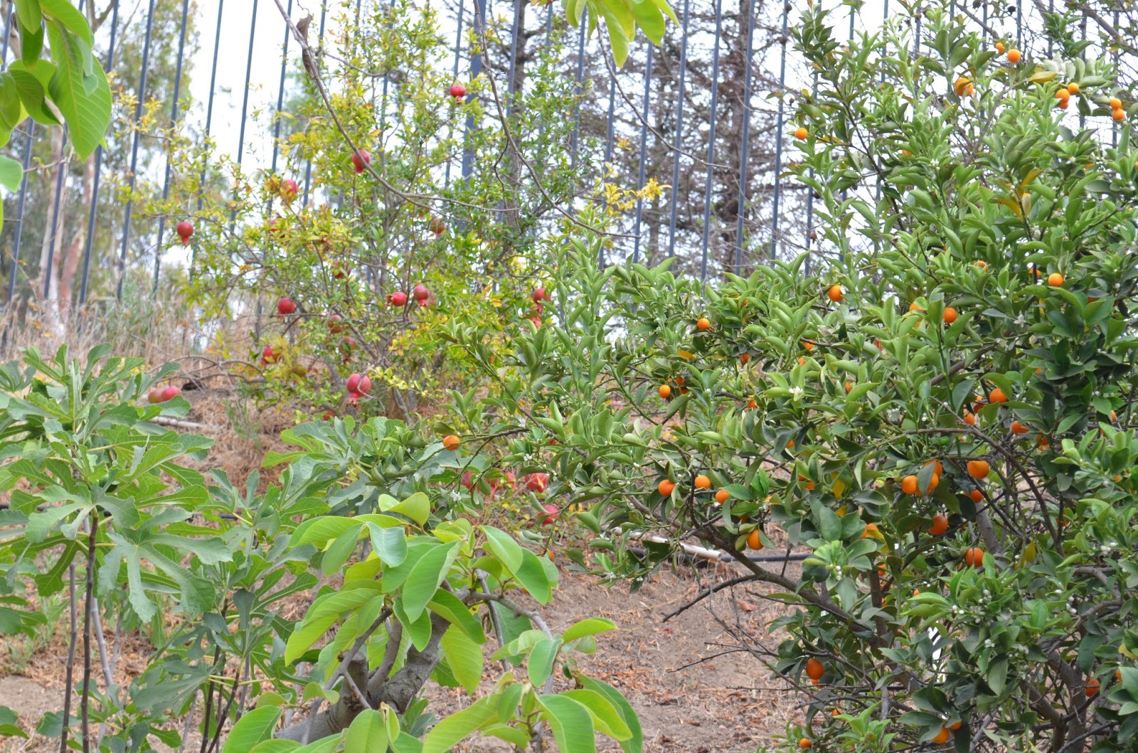 Entertaining From an Ethnic Indian Kitchen Garden Journal A visit to