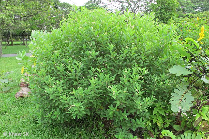 Hop Bush The Alternative To Oleanders Ramblings From A Desert