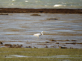White egret hunting in Sargassum Sargassum at Yule Point, near Mowbray River