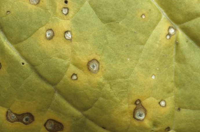tobacco disease frog eye leaf spot mosaic of tobacco leaf curl frogeye leaf spot